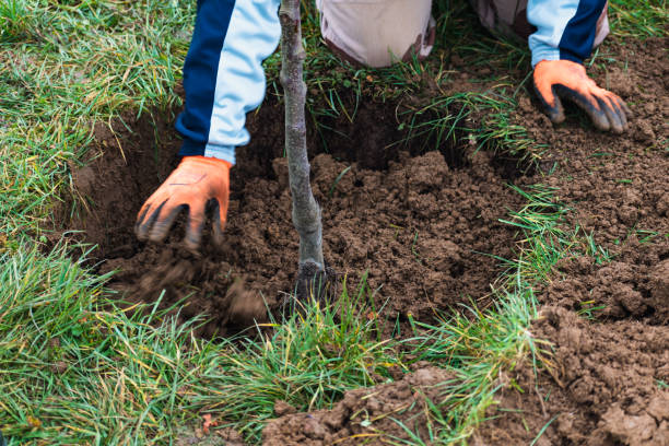 Professional tree planting by Leaf Legends crew